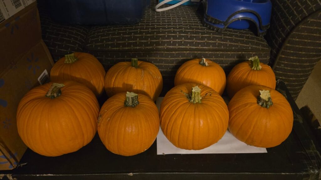 Gor just under half of my pumpkins and butternuts picked