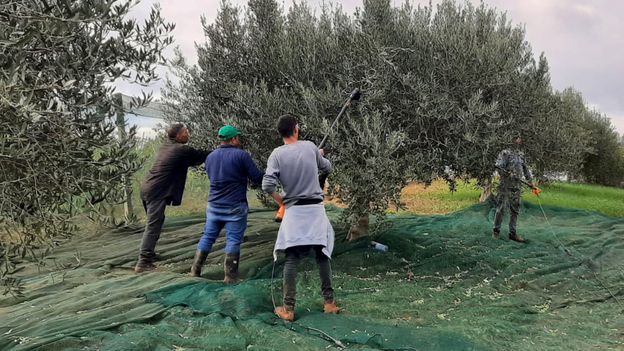 Can tourism save Italy’s most delicious autumnal tradition? Can tourism save Italy's most delicious autumnal tradition?