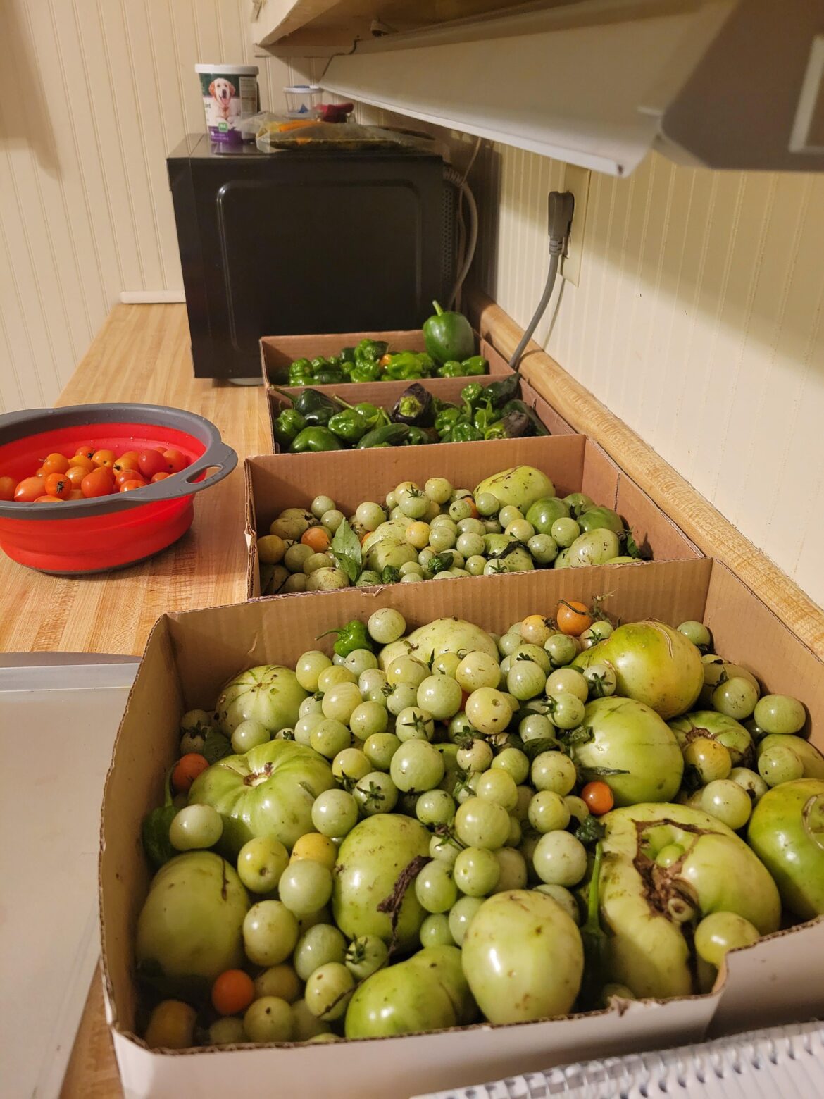 I picked all these yesterday