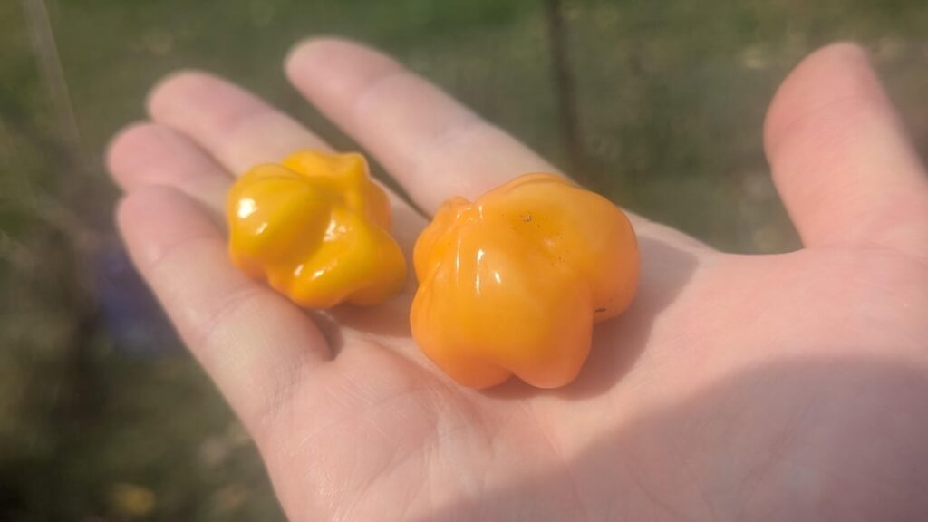 Are these actually scotch bonnets?