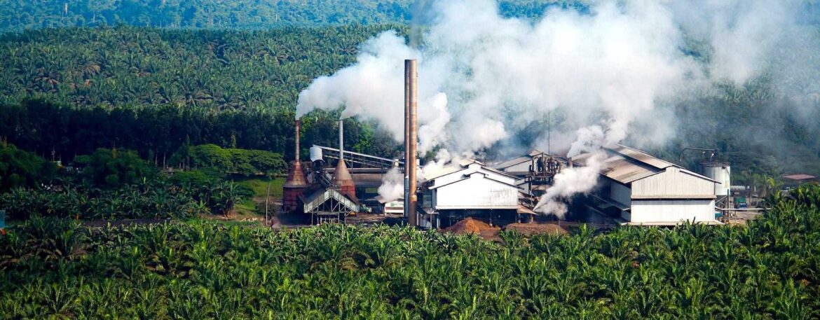 France Cancels Tax Hike on Palm Oil France Cancels Tax Hike on Palm Oil