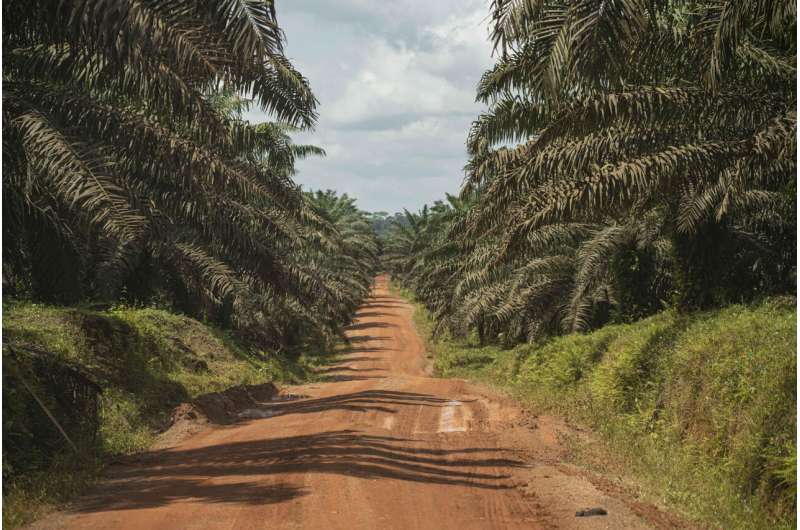 Palm oil isn't necessarily less sustainable than other oils, say conservationists