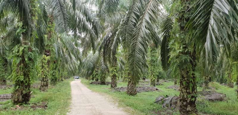 Palm oil isn't necessarily less sustainable than other oils, say conservationists