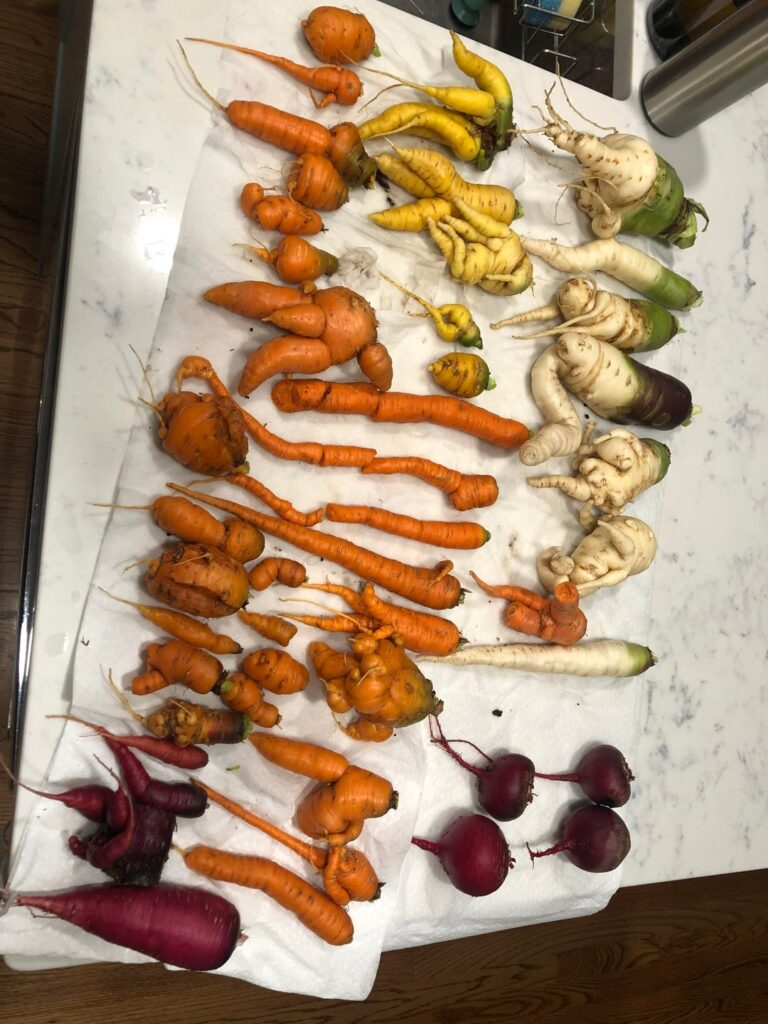 Carrot/Beet Harvest