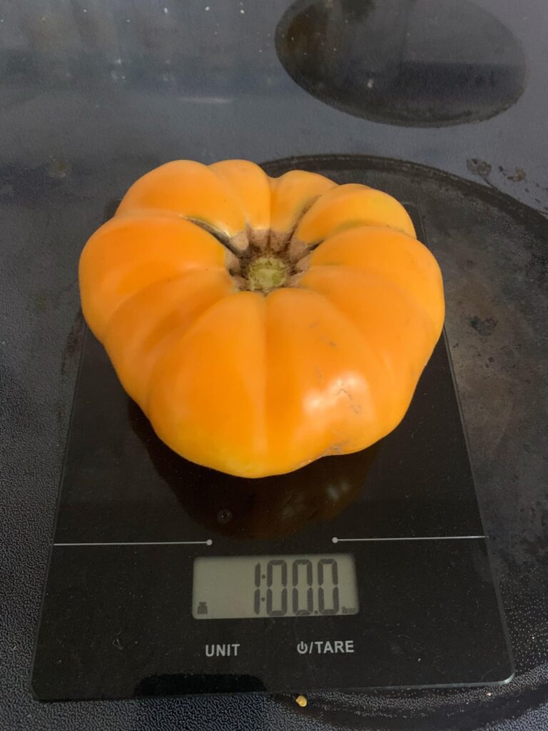 It’s been a horrible season but I still got my first pounder! Persimmon beefsteak cultivar
