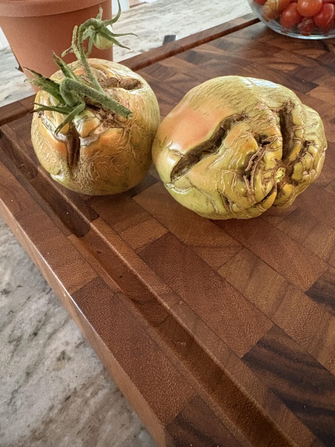 Why did so many of my tomatoes turn out so ugly this year? Aside from the cracks (rain) they generally seem misshapen and heavily blemished/afflicted.