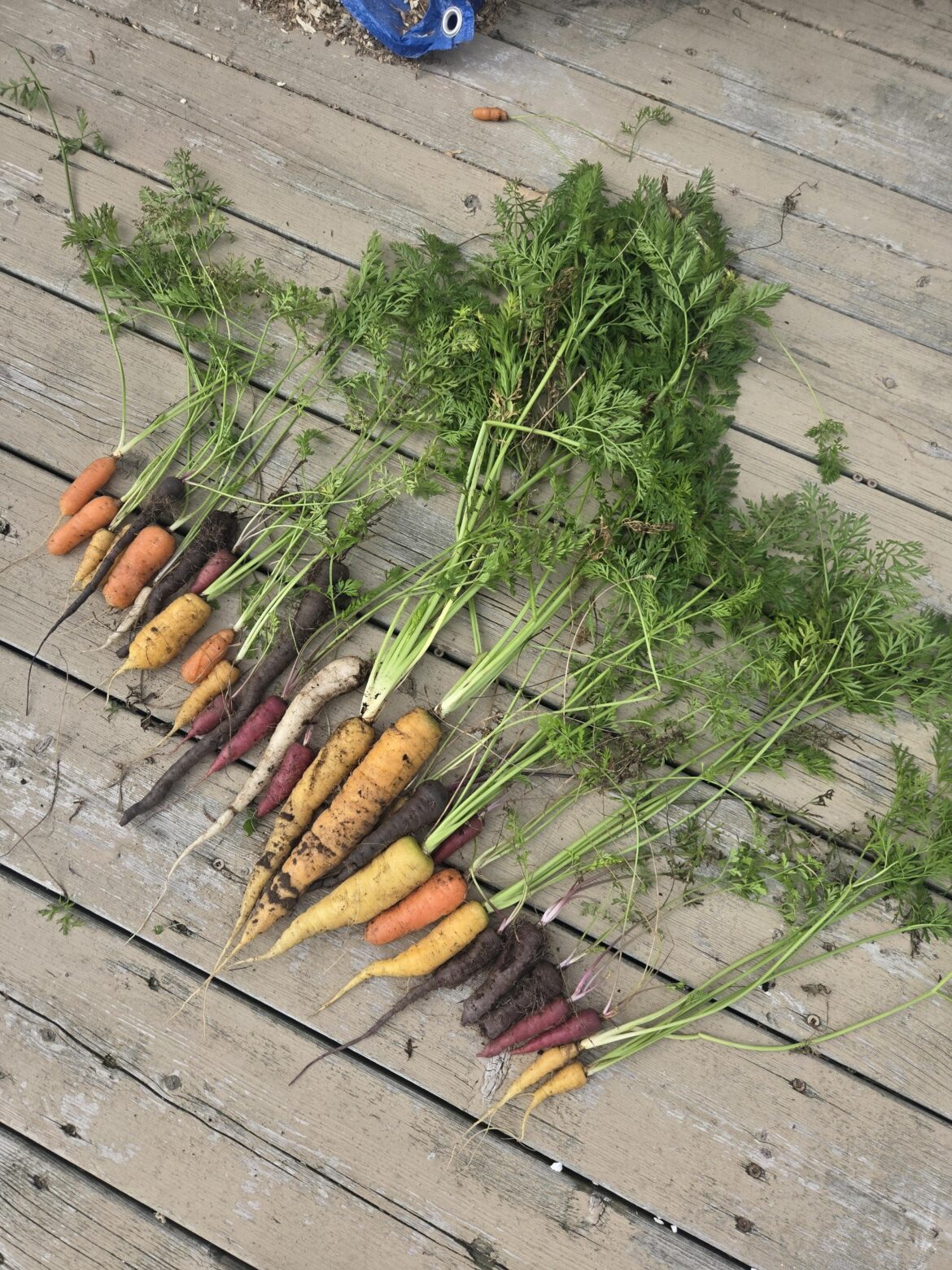 First time Carrots