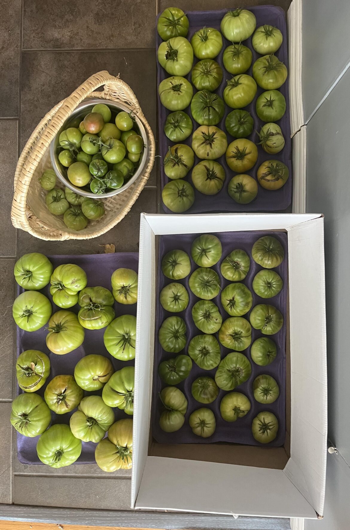 Final haul as the temps are dropping to a steady 5deg C at night here in 6b. How’s the end of harvest for everyone else?