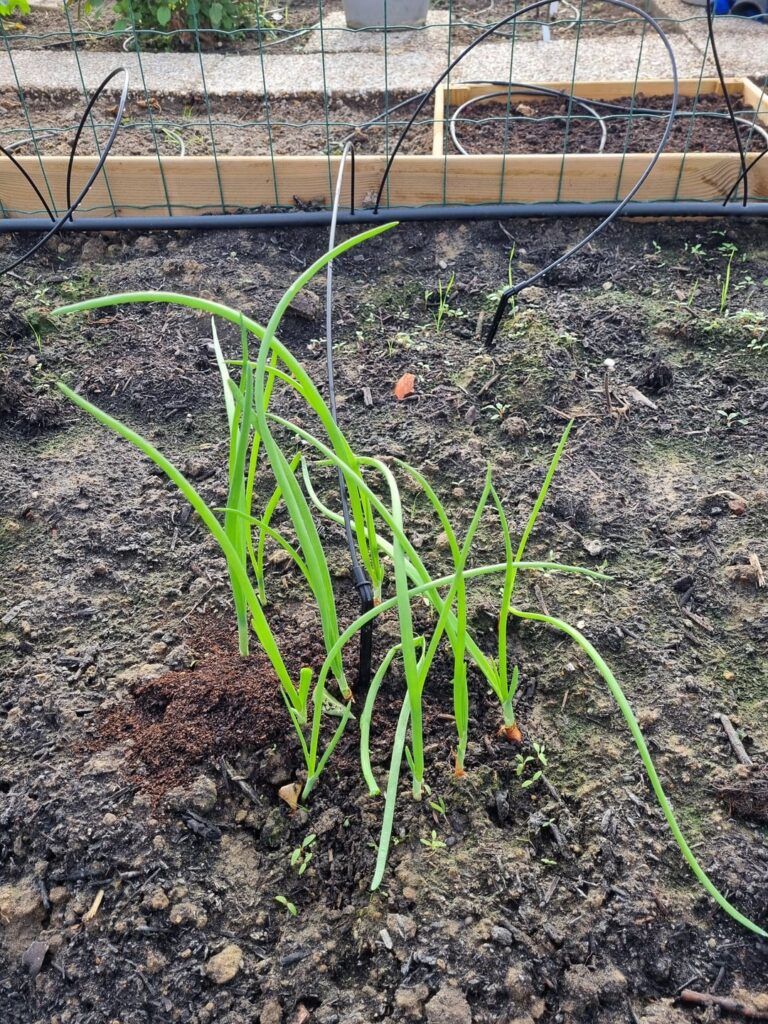 Did I plant these onions too close together?