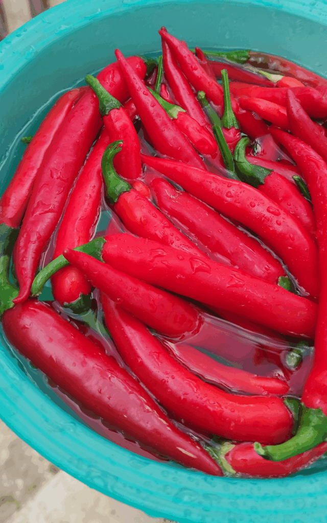 My harvest & process result. My harvest & process result.