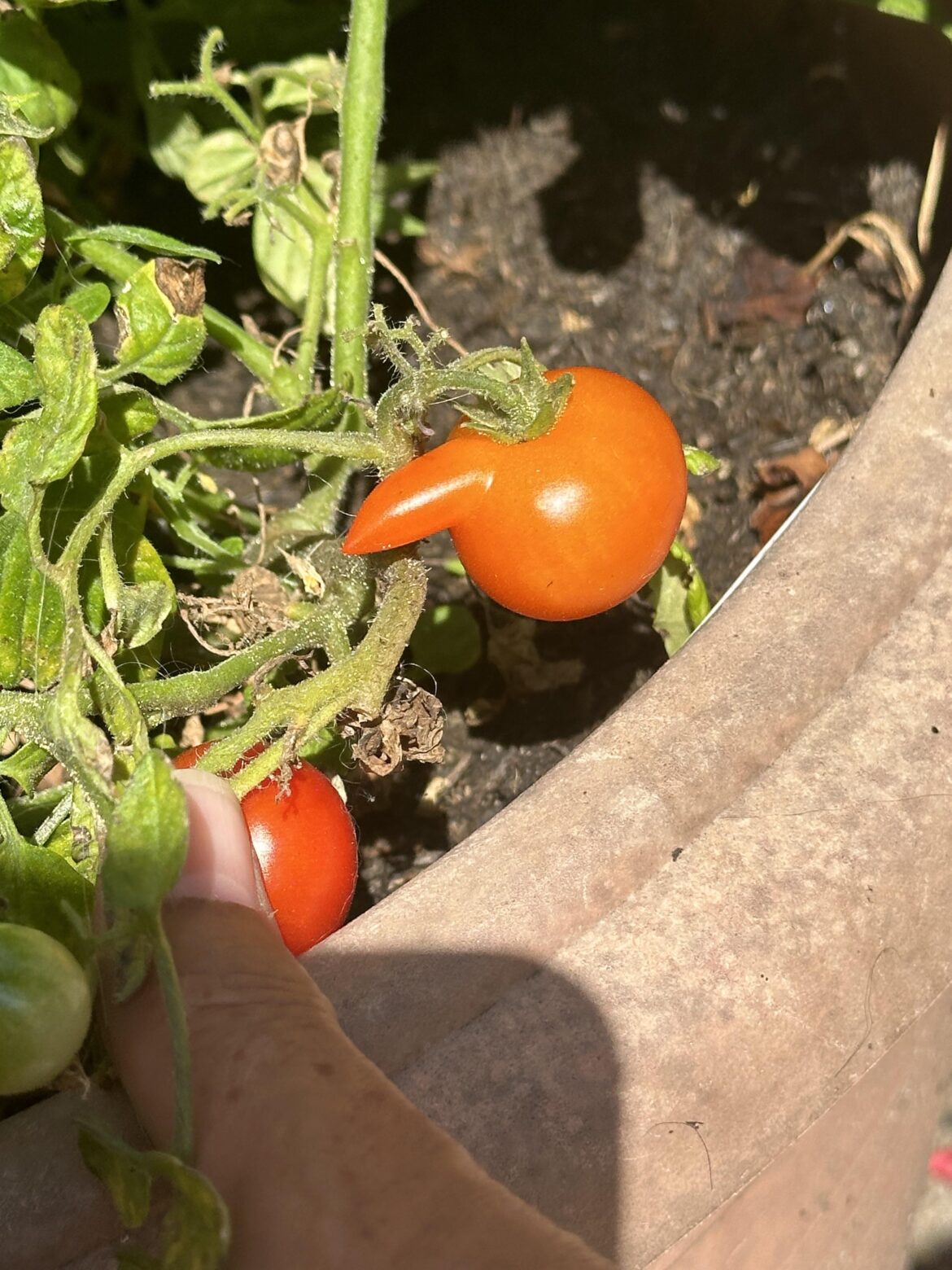 Look at how my tomato grew ahahaha