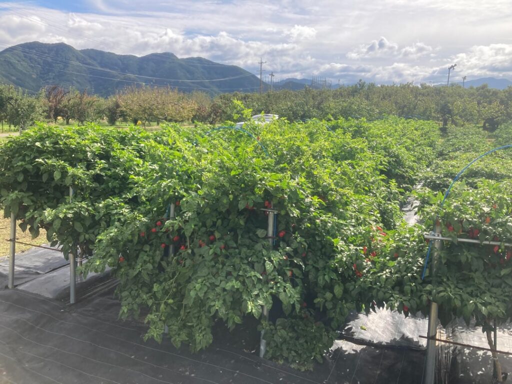 Closing out the season with a pepper jungle