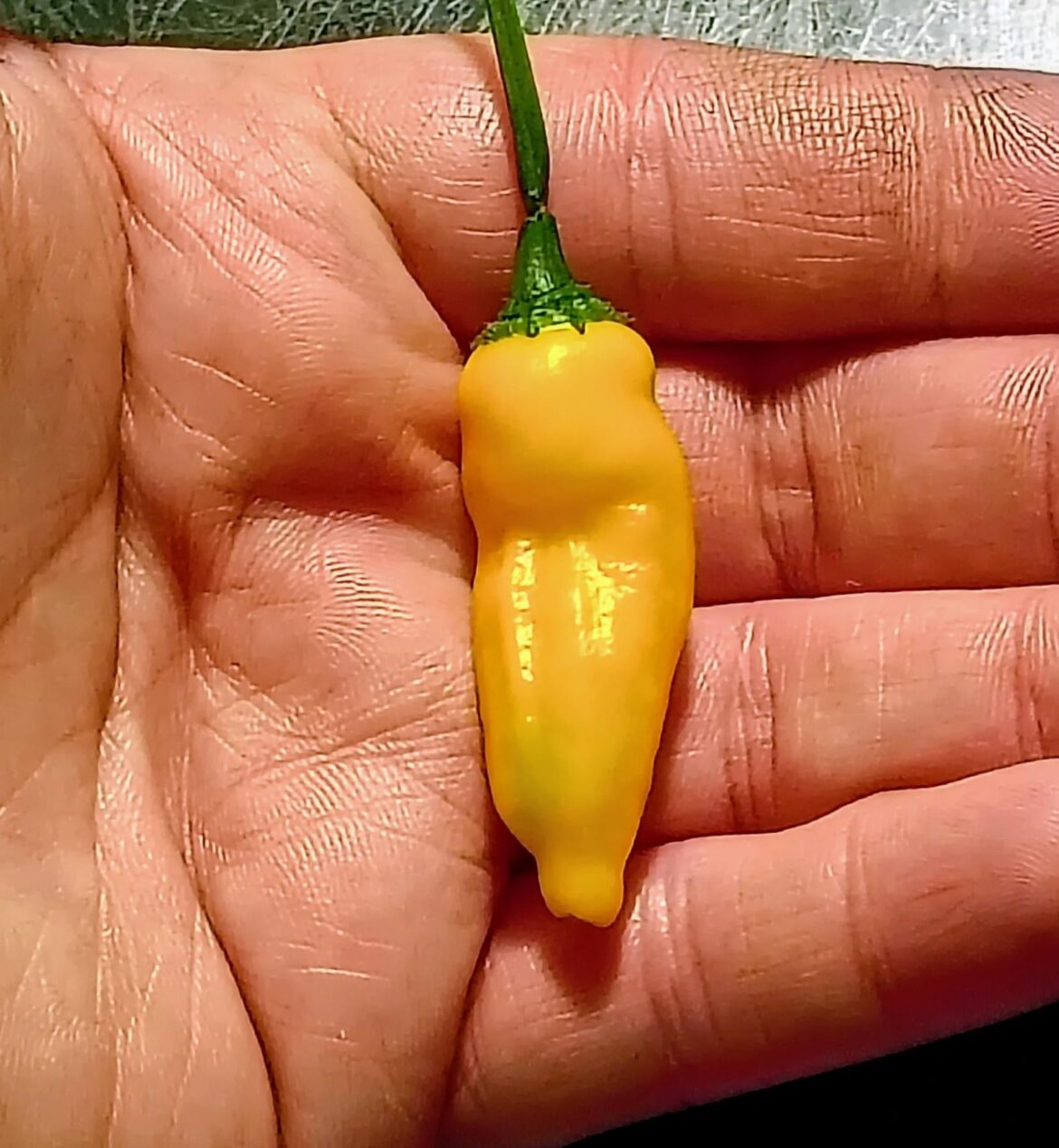 First lemon hot pepper, from my hydroponic plant in basement!