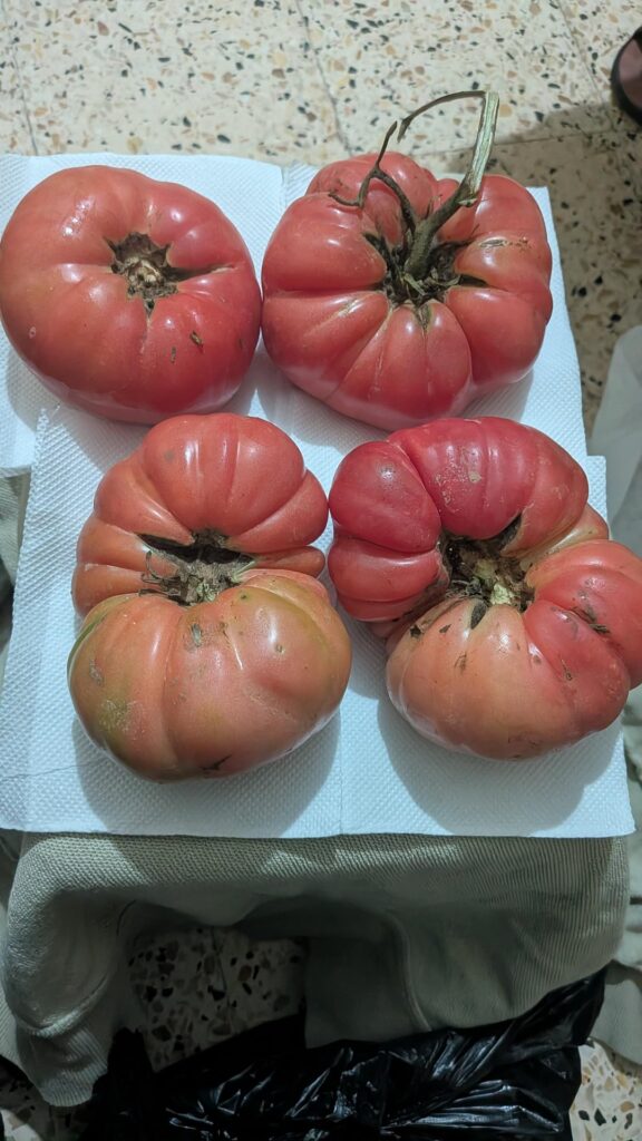 I'm the proud owner of this extremely rare and exclusive variety, what you think?