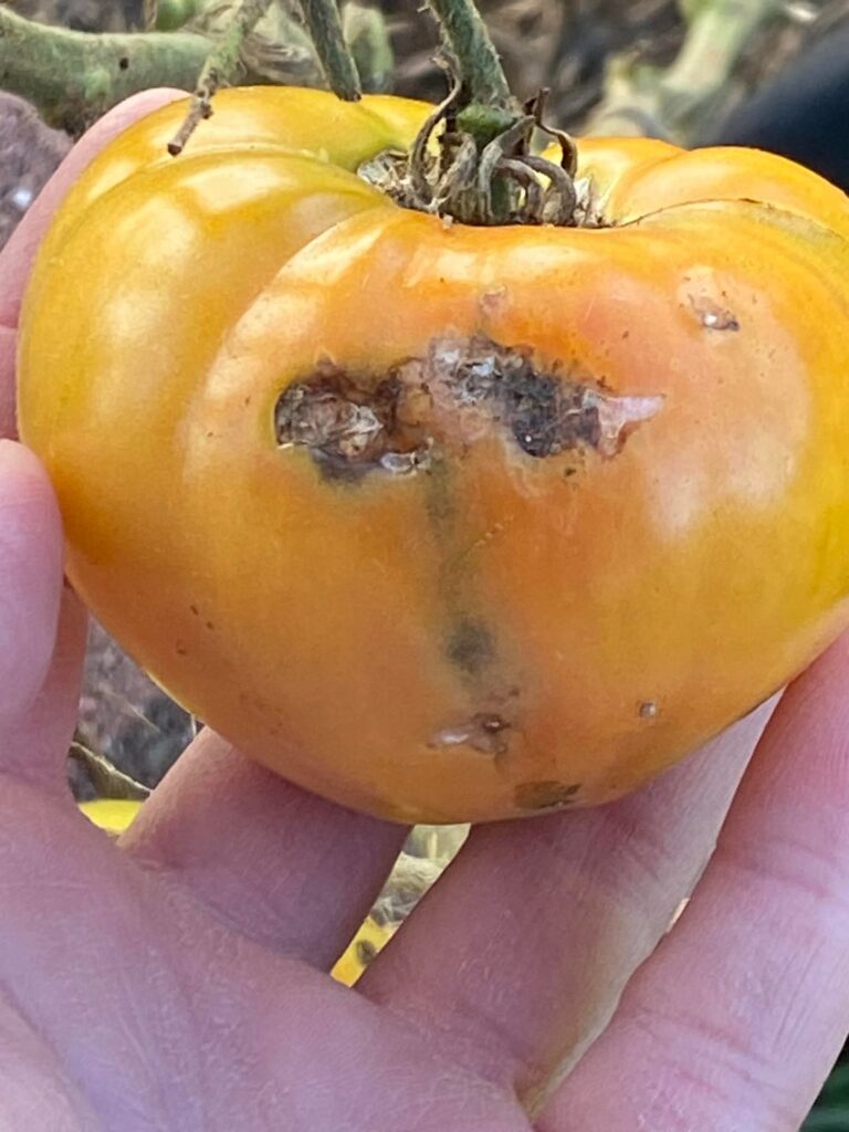 What is this? What is this?