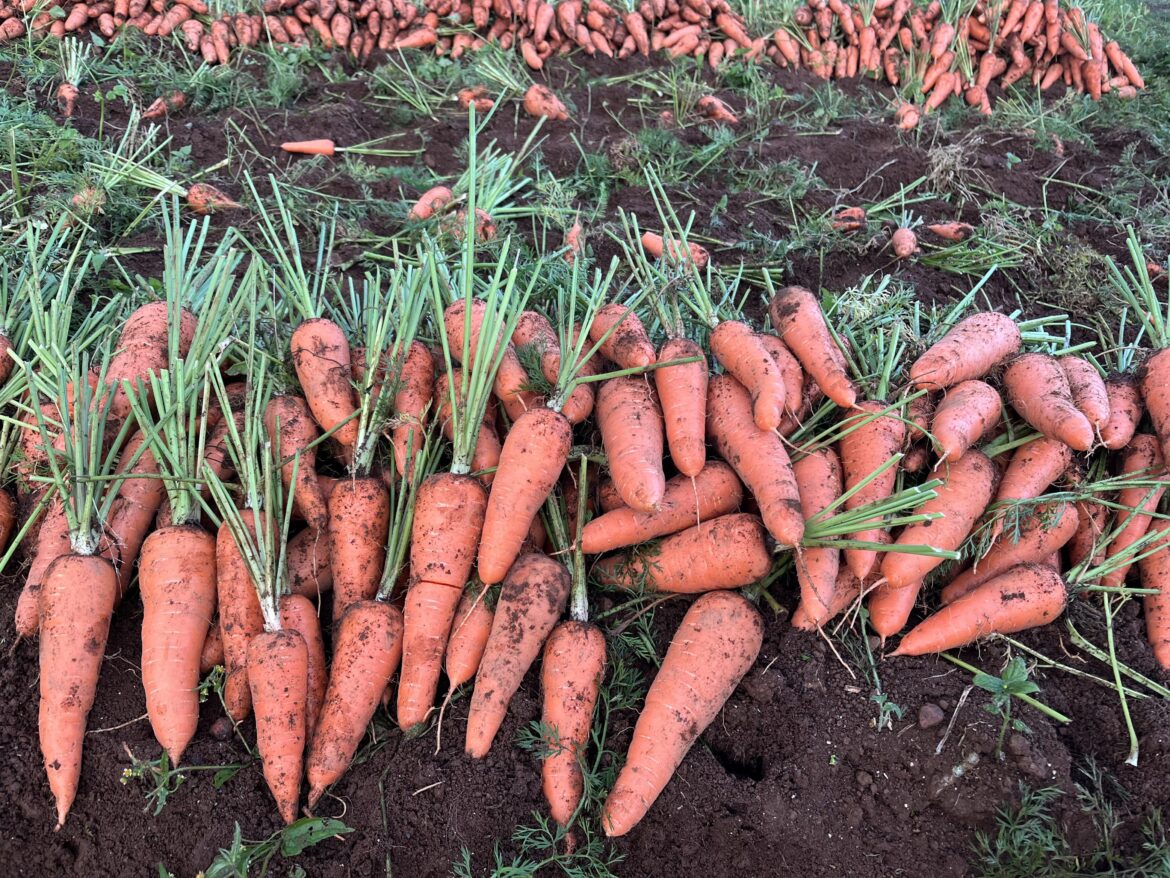 Carrots