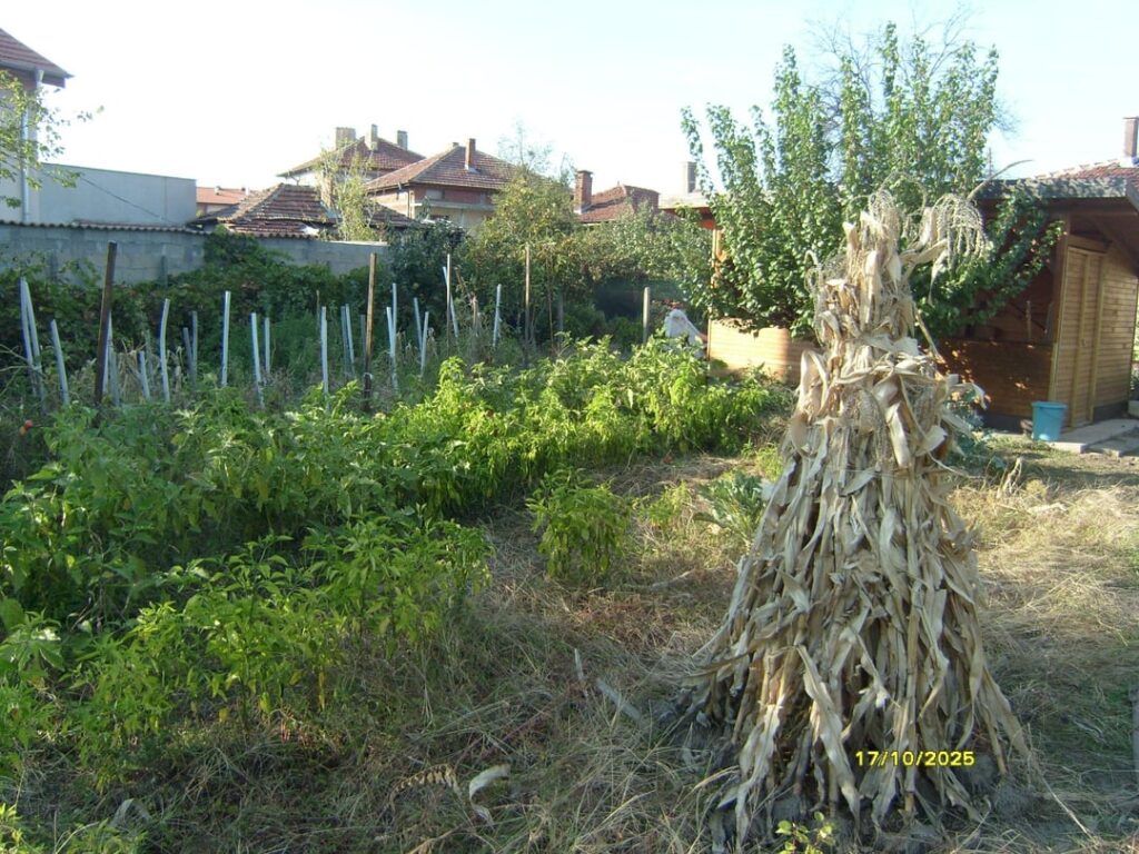 Fall photos from my garden.🍅🍆🌶