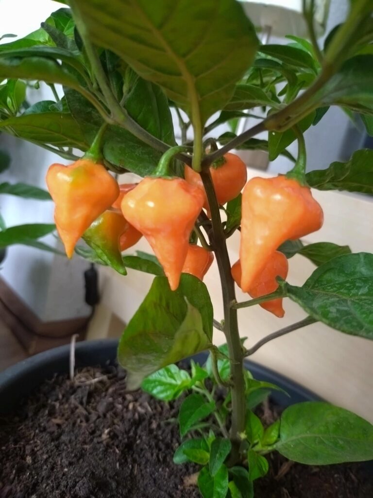 Got this plant (habanero, capsicum chinense) as a gift, but my friend did not know how spicy it is
