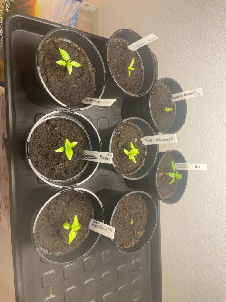 Are they looking healthy?