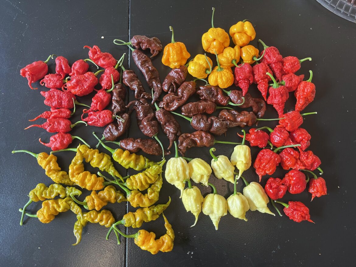 1st Superhot harvest so far fall 2025🔥