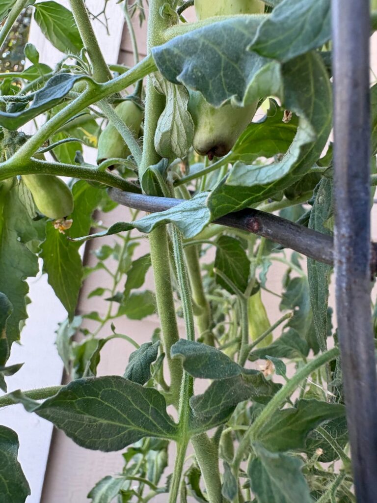 Is this early blossom end rot