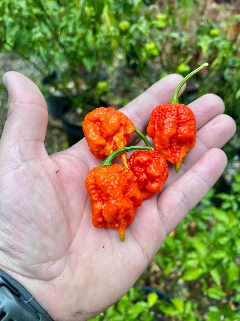 Recommendations Recommendations