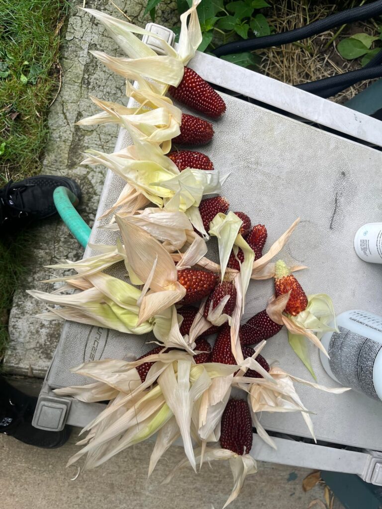 I grew some strawberry popcorn I grew some strawberry popcorn