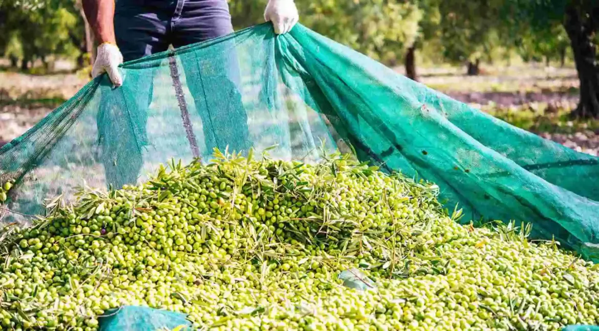 "Six hours to deliver olives? Mills across Italy are stalling."