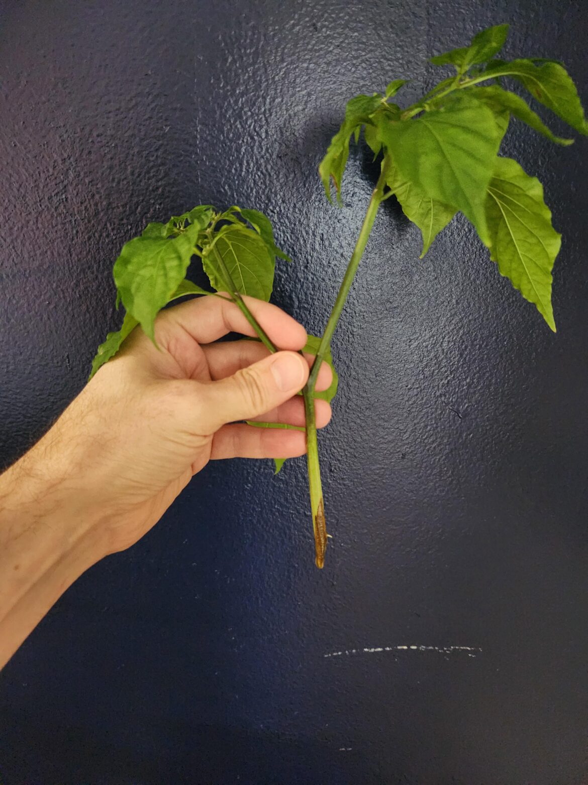 It took about 2 months, but I got a root!