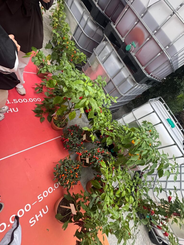 Bought some chilis today :)