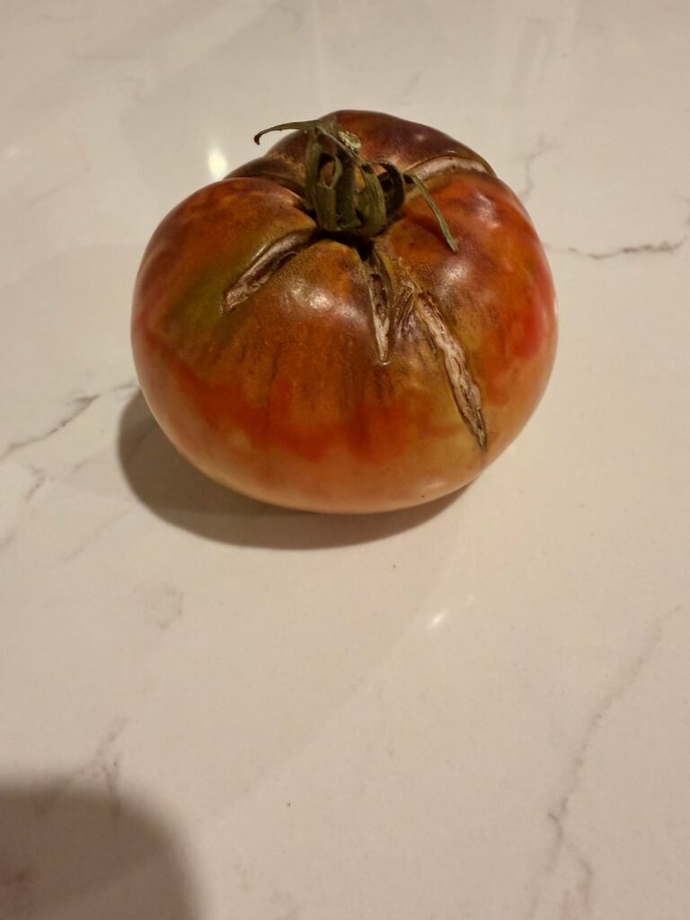 Tomato ID