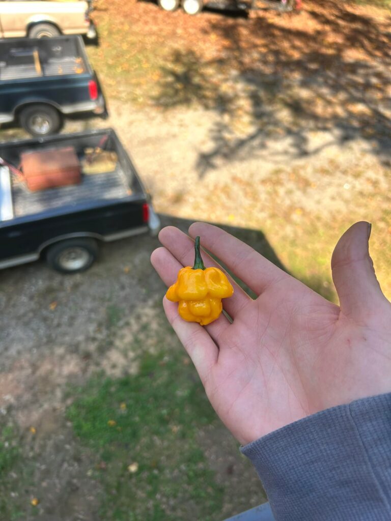 First solid harvest and preservation! First solid harvest and preservation!