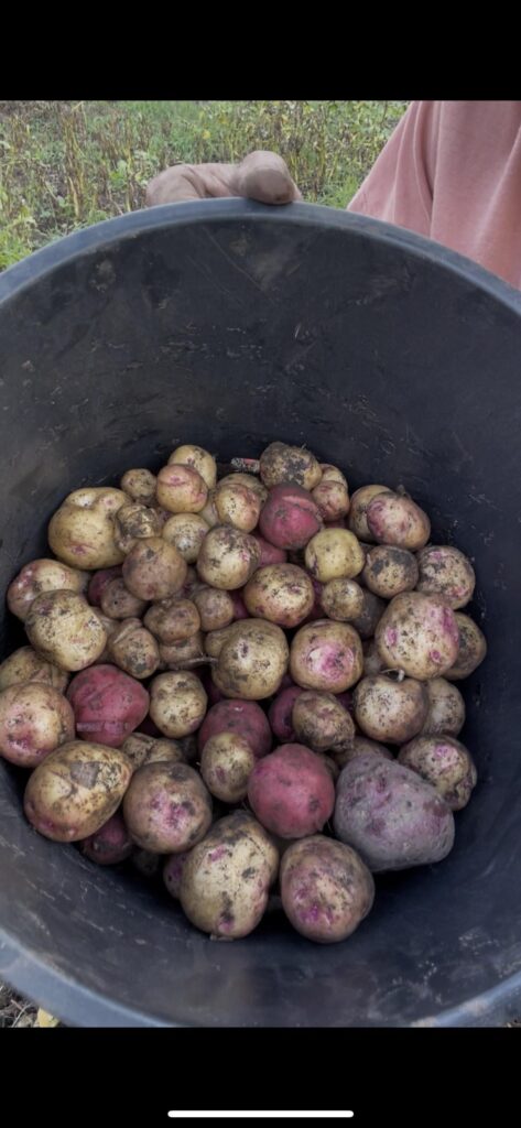 Potato's, I love growing food