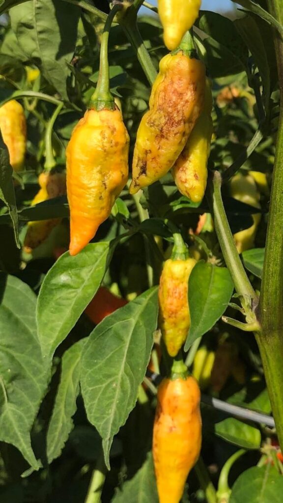 That disease is this?