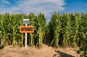 Entrance of corn maze