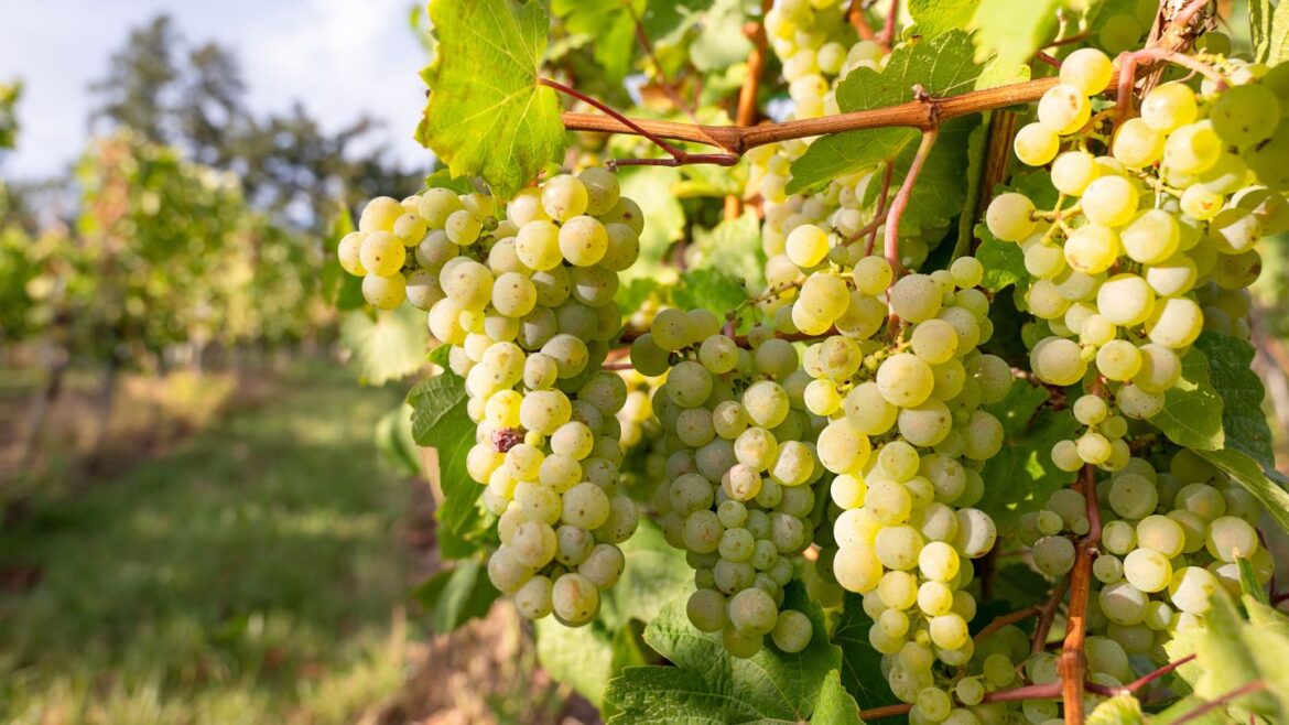 Wine harvest 2025 expected to be 5% higher than last year