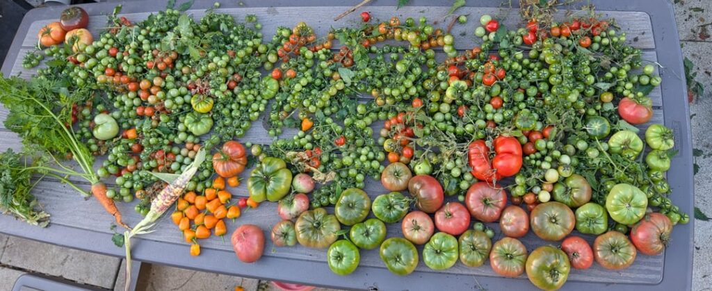 Best way to ripen the green ones?