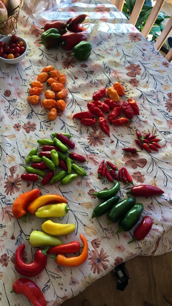 Coworker bringing these in…what should I expect?