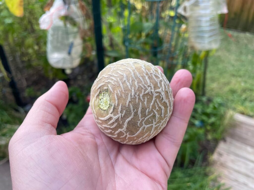 Feast your eyes on this tiny cantaloupe I grew. Feast your eyes on this tiny cantaloupe I grew.