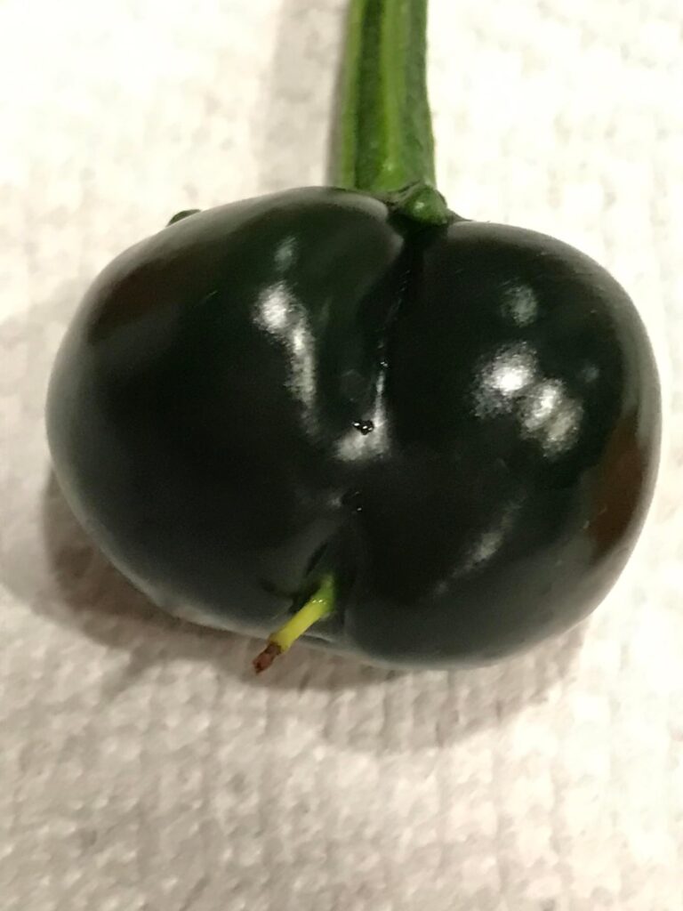 Anyone ever see a Jalapeño look like this?