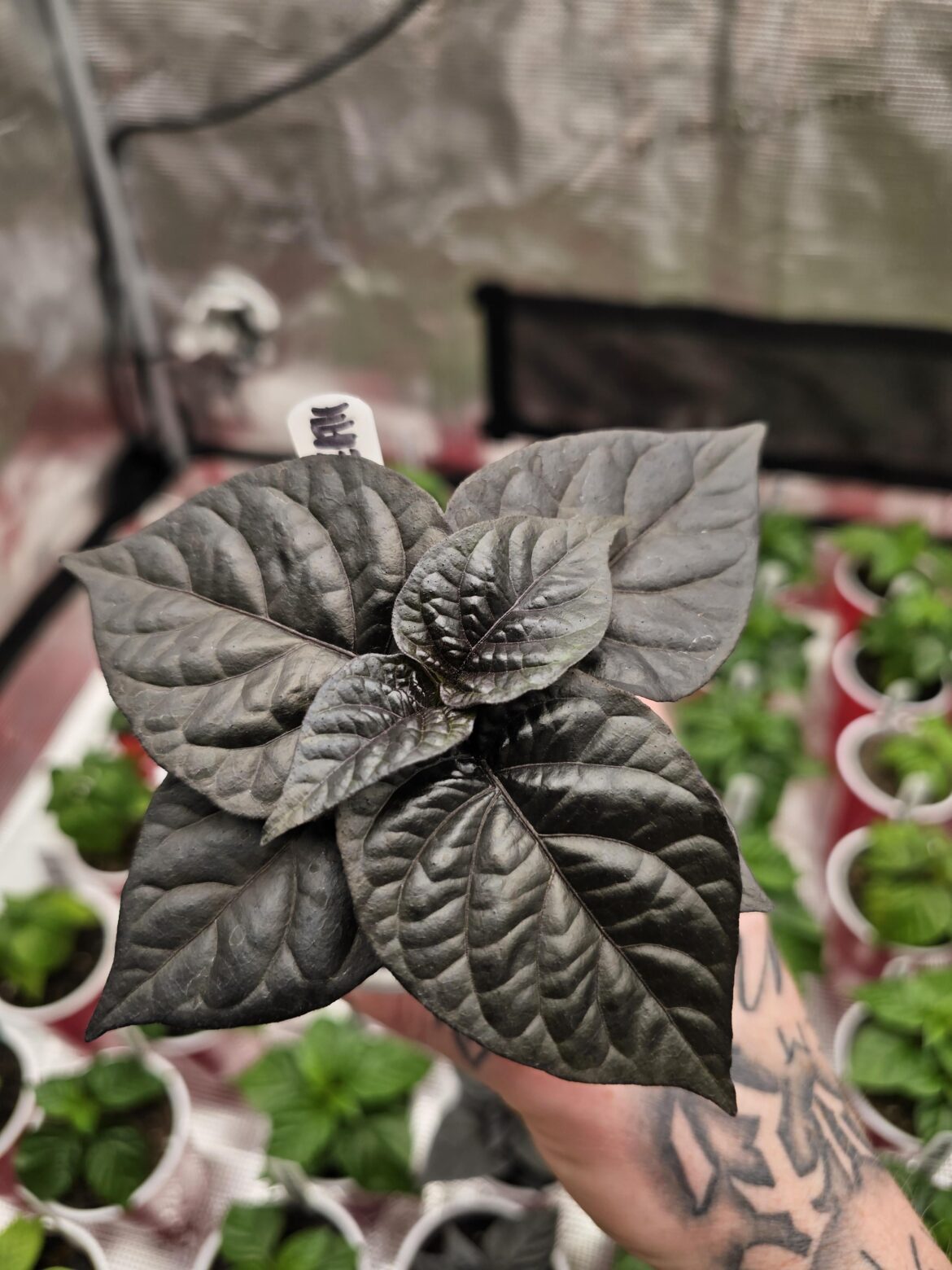 Purple Death seedlings look amazing. 🖤