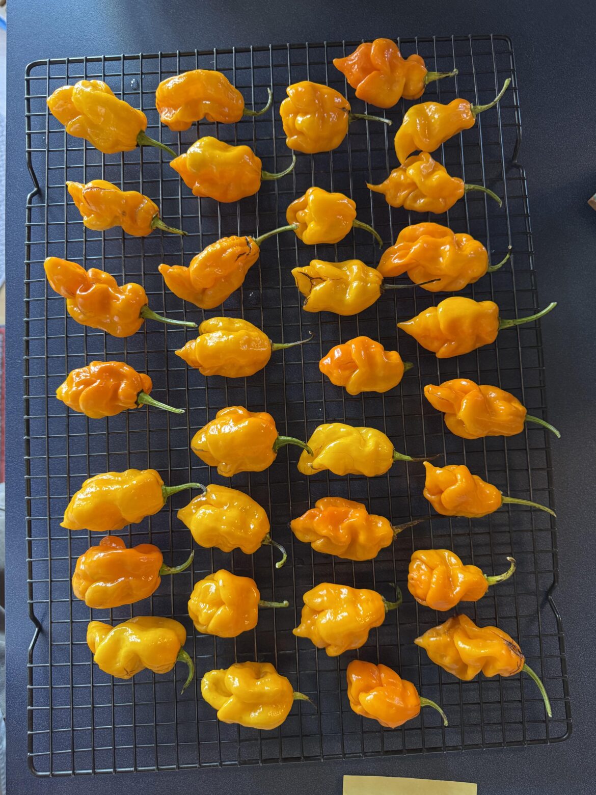 Trinidad Scorpion
