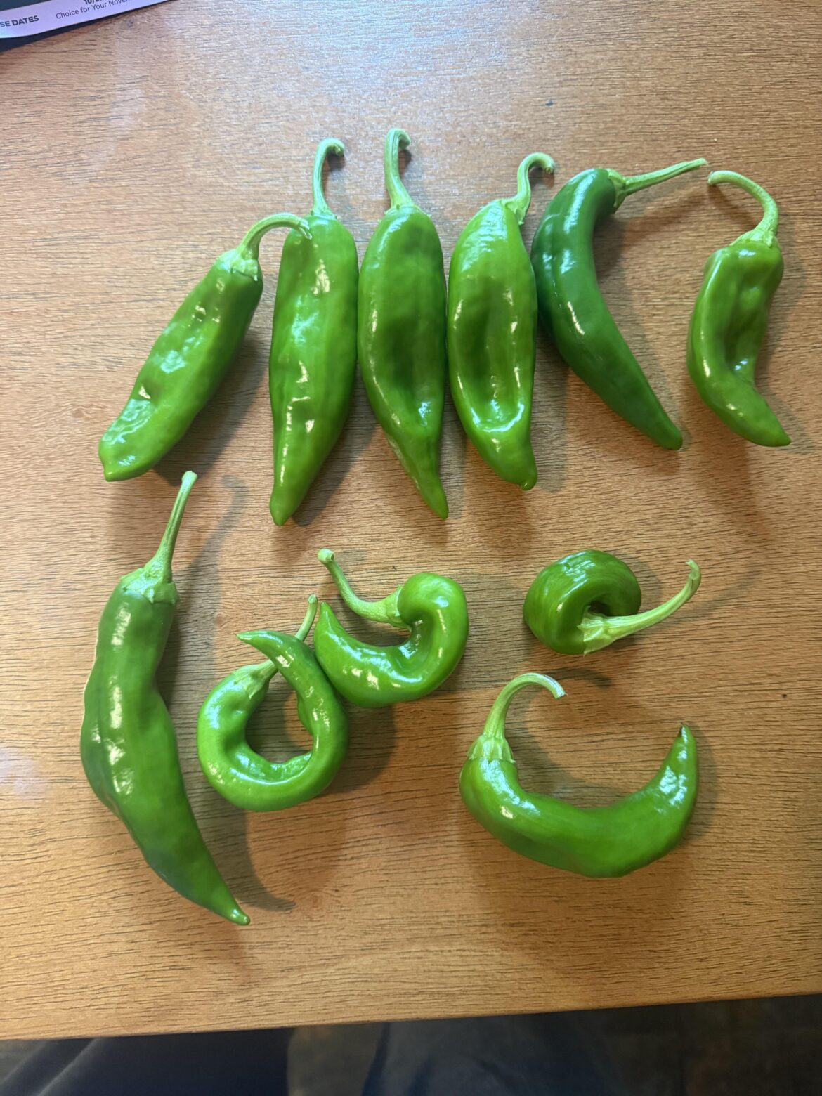 my first time growing produce!!