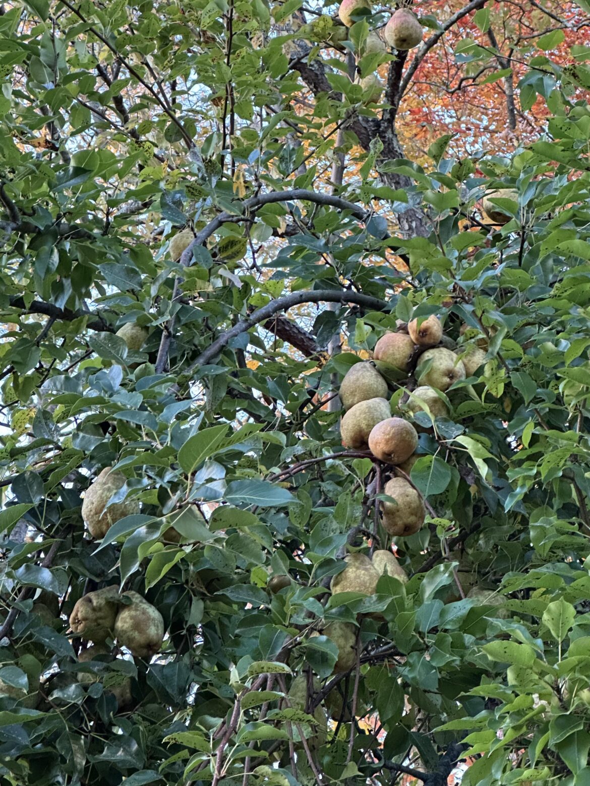 Beautiful pears are getting ripe on this tree, I would like to make jam this year. Do pears have enough natural pectin to properly thicken the jam, and is pear jam worth making? I'm suspicious as to why you never see it anywhere... any tips or tricks? Is it worth it?