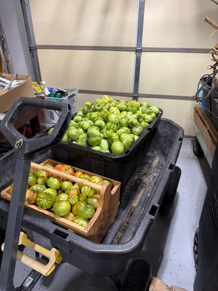 What do I do with all the green tomatoes? What do I do with all the green tomatoes?