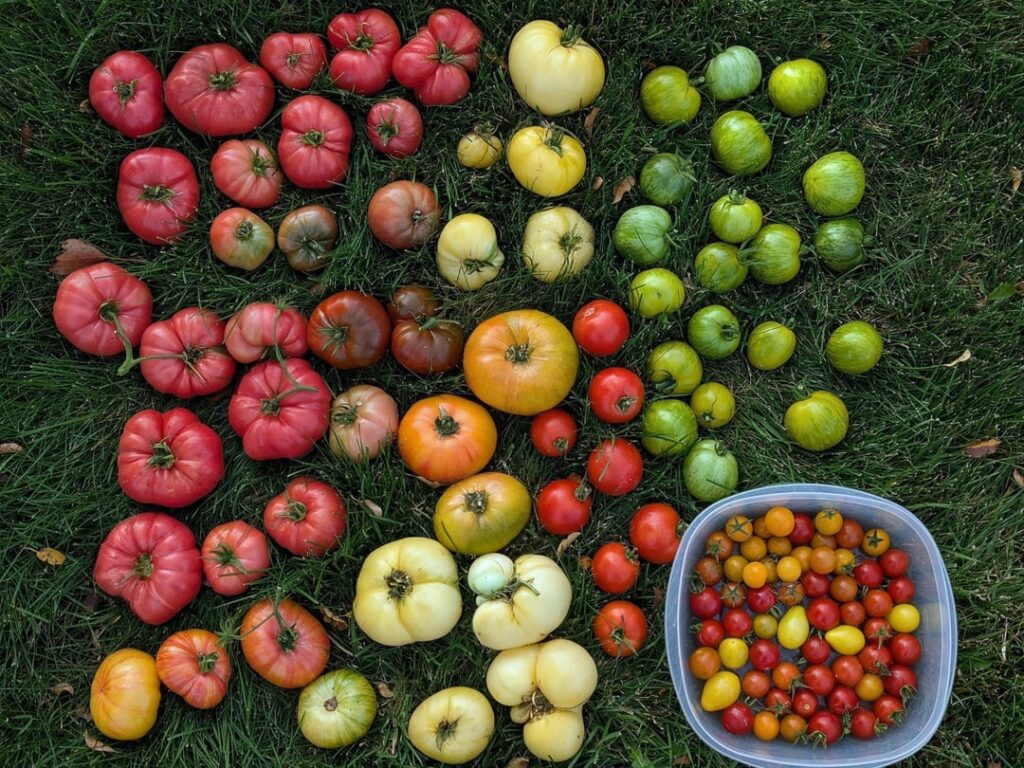 Fresh picked home garden heirloom & cherry tomatoes from a week ago, including Black From Tula, True Black Brandywine, Black Altai, Isopolin, Ferris Wheel, Pink Brandywine, Pineapple, Great White, Copia, Manitoba, Green Zebra, Fargo Yellow Pear, Sun Gold & Super Sweet 100 varieties