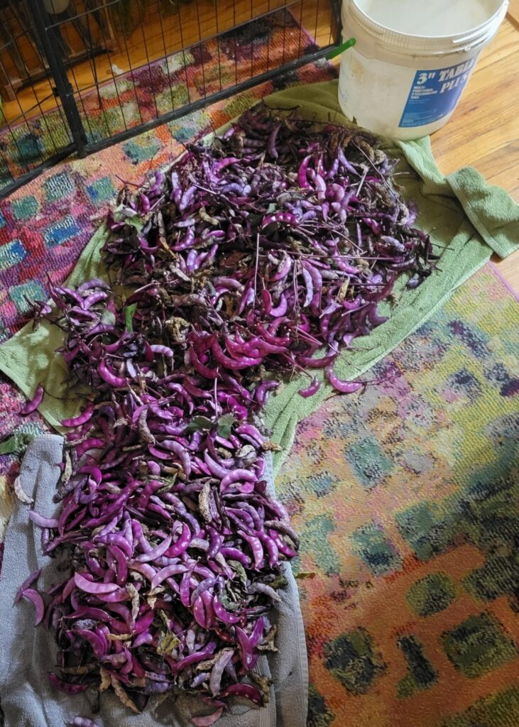 Plz help. Accidental bean harvest. No experience, no equipment, scared of canning. Want to save them before they rot!