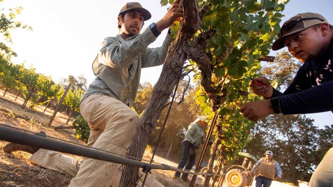 Checking In With Chancellor May: Cultivating the Future of Agriculture in California and Across the World Two people pick grapes