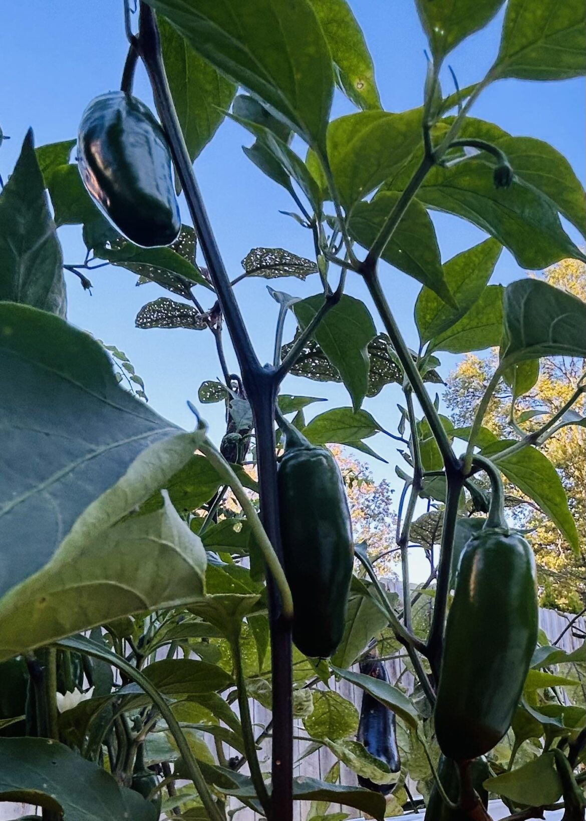 I gave up on these. Just thought it was a lost cause. Quit watering maybe a month ago. Go outside this morning and BOOM! Jalapeños for days! I mean WOW just WOW. Super thrilled and shocked all at once…