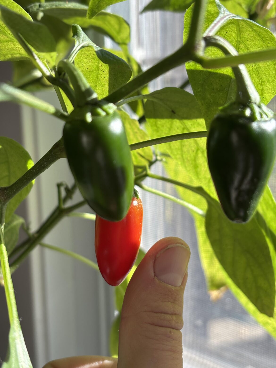 Why are my jalapeños so small?